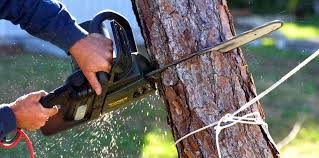 Best Tree Removal Services  in USA